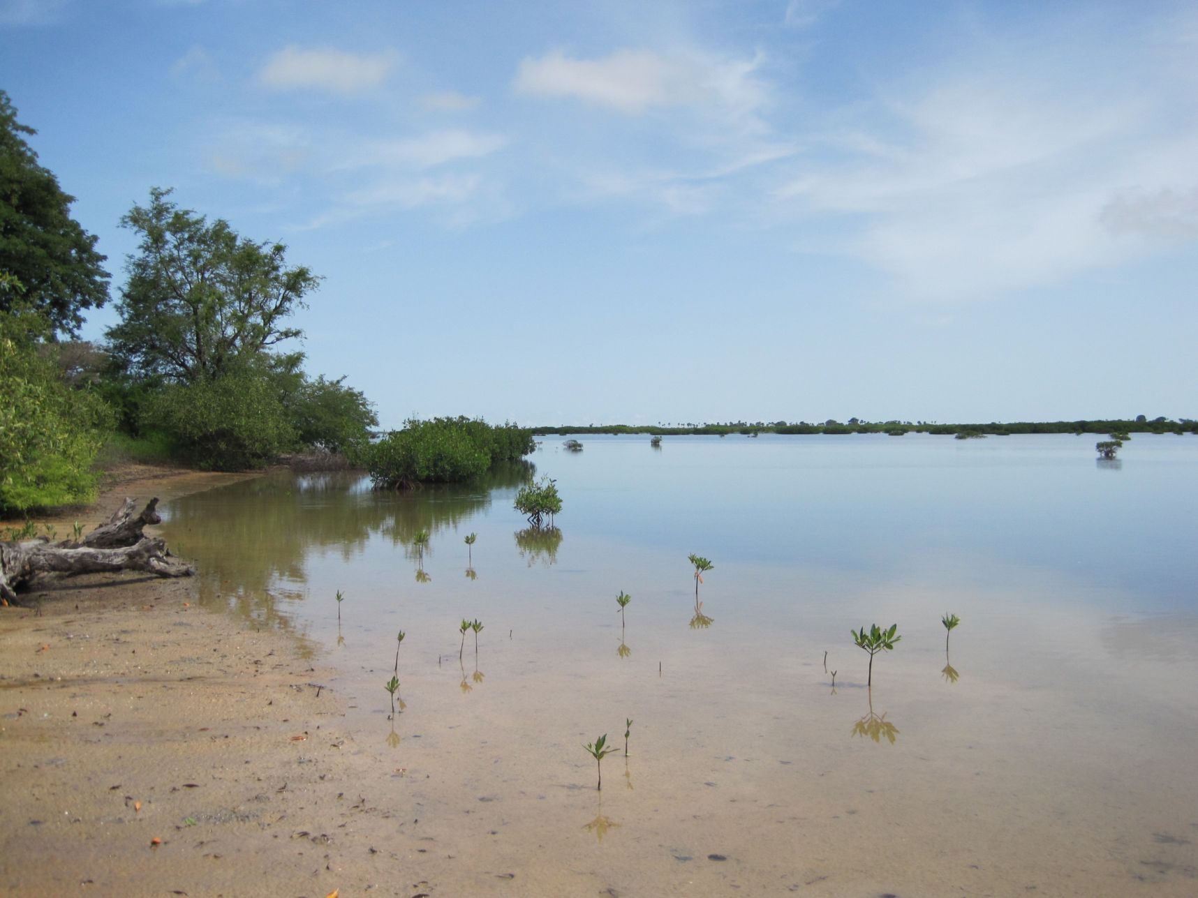 201110614054_Le.mangrovie2.jpg